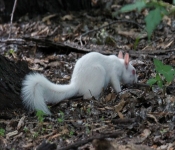 2016 06 11 WildLife MPLS 127